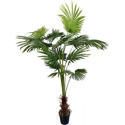 Пальма Лівістона Hvoya в горщику 180 см