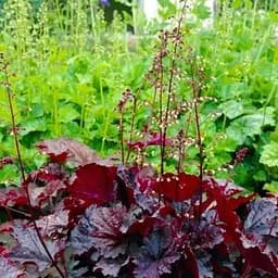 Саженец Agro-Market Гейхера (Heuchera) Palace Purple 1 шт (19399)