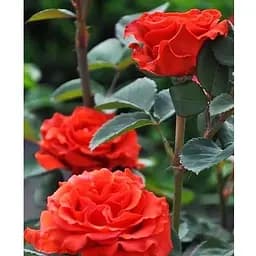 Роза в контейнере чайно-гибридная "El Toro" (саженец класса АА+) (180838) 1 саженец