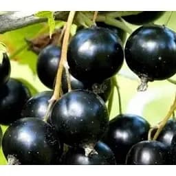 Саджанець Agro-Market Смородина чорна Оджебін укорінена в контейнері (ранній термін дозрівання) 1 саджанець (154027)