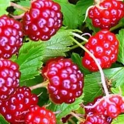 Княженика садовая Agro-Market "Анна" (высокоурожайный сорт) вазон Р9 (190880) (кореневище) 1 саженец в упаковке