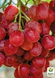 Саджанець Agro-Market Виноград Рубі Сідліс (кишмиш) 1 шт. в пакуванні (42976) - мініатюра 3