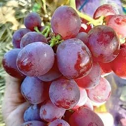 Саженец Agro-Market Виноград Красотка (ранний срок созревания) 1 шт. в упаковке (25523)