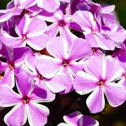 Флокс многолетний "All in One" 1 шт (19432)