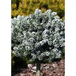 Саджанець Agro-Market Ялиця корейська на штамбі Silberlocke (С1,5 висота від 15-20см) 1 шт. в упаковці (183670)