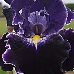 Ирис бородатый крупноцветковый «Dark Universe» (190743) 1 шт