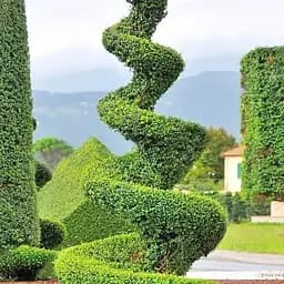 Туя западная Smaragd Спираль (высота 100-120 см) (179866) 1 саженец в упаковке