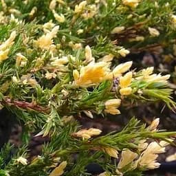 Саджанець Agro-Market Ялівець горизонтальний Андорра Варієгата (Andorra Variegatа) горщик P9 (25044) 1 шт. в упаковці