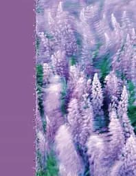 Альбом UFO PP-46200 Lavenders 10x15x200см (PP-46200 Lavenders)