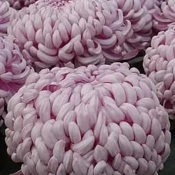 Хризантема "Agora Mauve" (низькоросла великоквіткова) (112820) 1 саженец