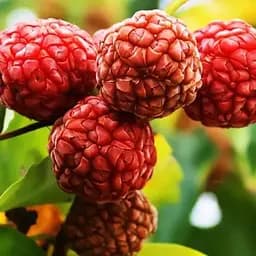 Кудрания Agro-Market "Mulle" (клубничное дерево) (188039) 1 саженец в упаковке