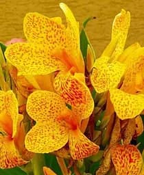 Саженец Agro-Market Канна Picasso 1 шт. в упаковке (35490)