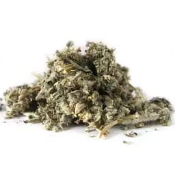 100 г шандра душистая (трава) - свежий урожай