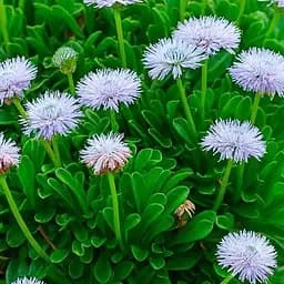 Глобулярія (шарівниця) "Blue Lace" (187833) 1 саженец