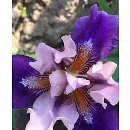 Луковица Agro-Market Ирис карликовый Pause (61629) 1 шт.