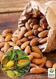 Мигдаль солодкий Agro-Market "Прибережний" укорінений у контейнері (саджанець 2 роки) (153132) 1 саджанець в упаковці - мініатюра 2