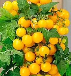 Насіння Весна на вагу Томат Літнє сонце ціна за 1 г (178496)