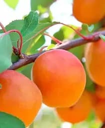 Саженец Agro-Market Абрикос Десертный (летний сорт, средний срок созревания) 1 шт. в упаковке (178183)