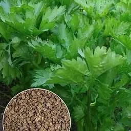 Насіння Agro-Market Селера листова на вагу ціна за 2 г (13353)