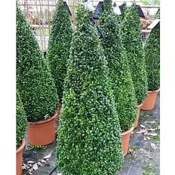 Самшит вечнозеленый формованный конус высота 80-100см (189763) 1 саженец