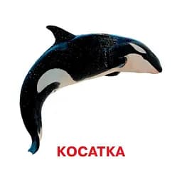 Розвиваючі картки для дітей Jumbi Хто у воді живе 18 картинок J802у  - мініатюра 3