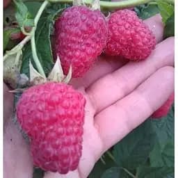 Саджанець Agro-Market Малинове дерево Таруса 1 шт. в упаковці (24018) - мініатюра 3