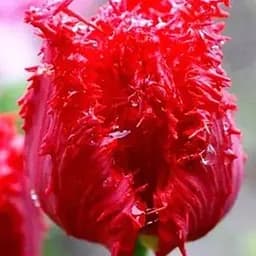 Тюльпан "Barbados" (размер 10/11, большой) (17148) 2 шт