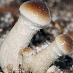 Міцелій на дубових брусочках "Глива королівська" 10шт (45239)