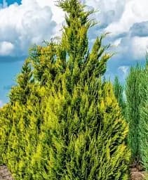 Саджанець Agro-Market Кипарисовик Лавсона Ivonne С2 висота 40-50 см 1 шт. в упаковці (71805)