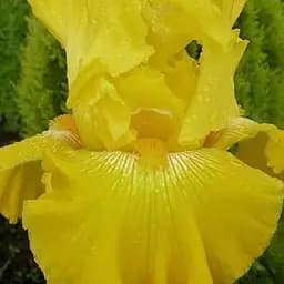 Ирис бородатый крупноцветковый "Picasso Moon" 1 шт (25701)