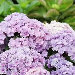 Саджанець Agro-Market Гортензія крупнолиста Forever (серія You&Me) (64426)