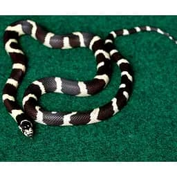 Килимок-субстрат Repti-Zoo Carpet Mat 50x30 см (EC07) для тераріуму, пустельних і тропічних рептилій - мініатюра 10