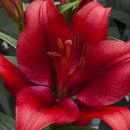 Лилия "Rapid Red" (186405) 1 шт