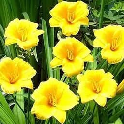 Лилейник "Stella de Oro" 1 шт (25483)