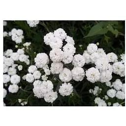 Гипсофила белая Весна 2г (13286)