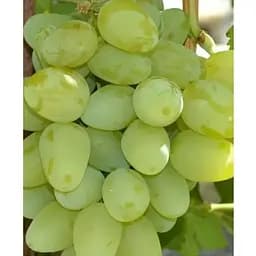Саджанець Agro-Market Виноград десертний Сон Діани (солодкий гармонійний) (183929) 1 шт.