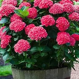 Гортензія крупнолиста 2-річна "Red Sensation" висота саджанця 20-40см (186579) 1 саженец