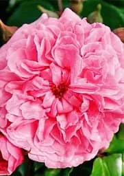 Троянда штамбова Agro-Market Pink Swany дрібноквіткова вищий сорт саджанець класу АА+ (180224) - мініатюра 4