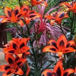 Лилия "Twosome" (186410) 1 шт