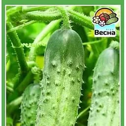 Семена Весна Огурец Цезарь F1 0.5 г (10499)