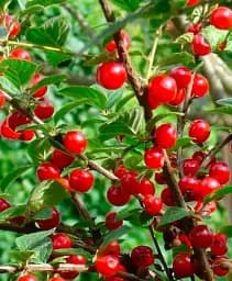 Саджанець Agro-Market Вишня Малятко (літній сорт, ранній термін дозрівання) 1 шт. в упаковці (35795)