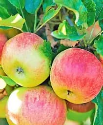 Саджанець Agro-Market Яблуня Соломія (зимовий сорт, пізній термін дозрівання) 1 шт. в упаковці (178452)