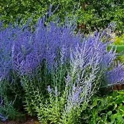 Перовскія "Blue Steel" (184020) 1 саженец