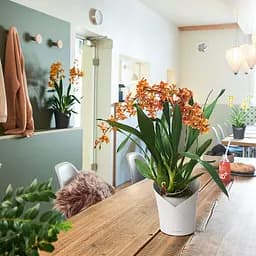 Вазон Lechuza Orchidea, 1 л, білий (13960) - мініатюра 7