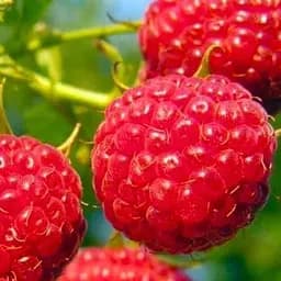 Саджанець Agro-Market Малина Феномен (середній термін дозрівання, великоплідний сорт з яскраво вираженим смаком і ароматом) 2 шт. в пакуванні (24599)