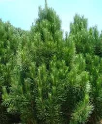 Саджанець Agro-Market Сосна Чорна Nigra (Pinus Nigra) горщик P9, 1 шт. в упаковці (49234)