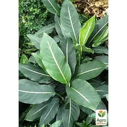 Дифенбахия (Dieffenbachia) Agro-Market Green Magic высота 40-60см (185441) 1 саженец в упаковке.