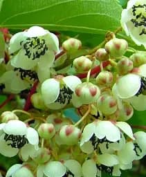 Саджанець Agro-Market Ківі темно-зелений Банафія (Banafia) (премільний, морозостійкий сорт) 1 шт. в упаковці (47391)