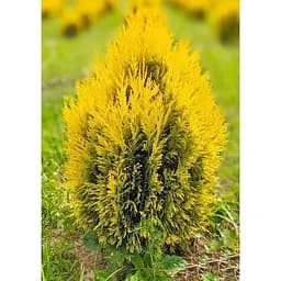 Саджанець Agro-Market Туя складчаста Forever Goldy С5 висота 40-50 см 1 шт. в упаковці (176852)