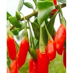 Саженец Agro-Market Годжи Суперфрут (перекрестное опыление, сажать по 2 шт.) 1 саженец (177070)